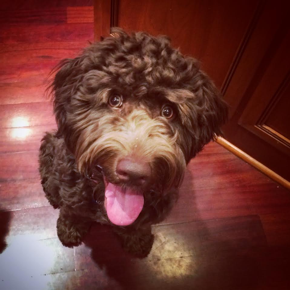 giant teddy bear schnoodles for sale